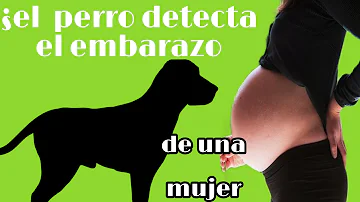 ¿Los perros notan que estás embarazada?