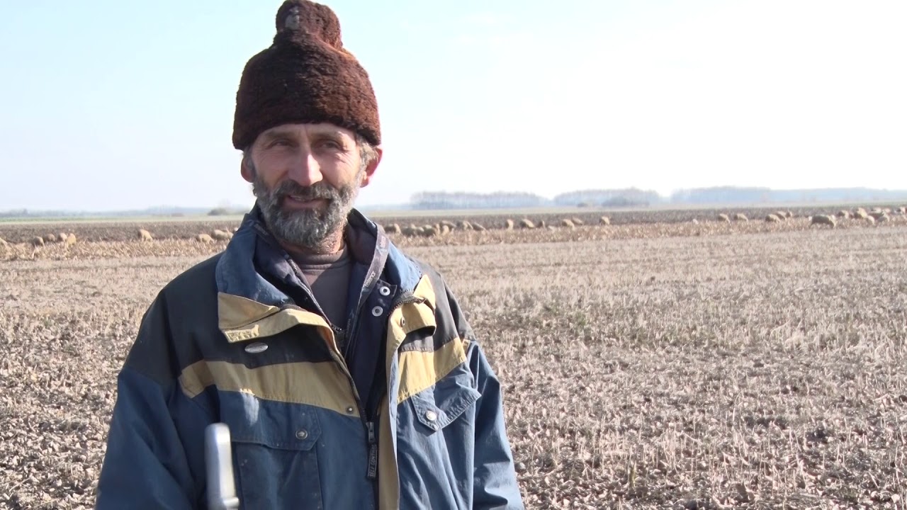 Ovčarstvo u bačkoj ravnici