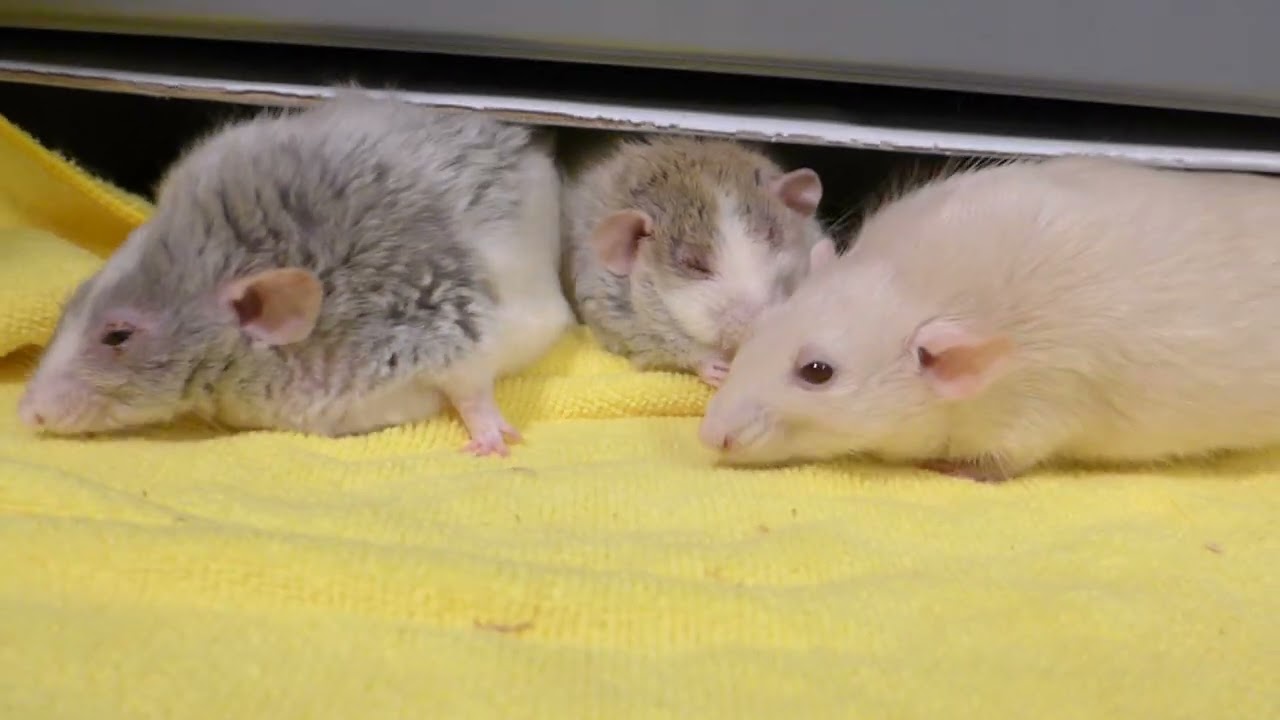 P1030511 Some prefer their Rice Crispies at a snack bar