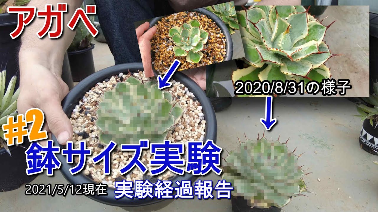 Experiment] What is the Agave Kisshokannishiki like back then