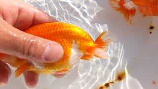 DSCF3572