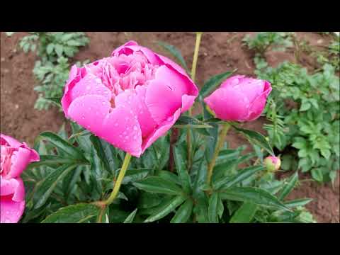 624. МОИ ЦВЕТЫ только что цвели ......, а уже осень