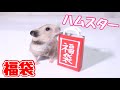 【福袋】ハムスターに福袋を作ってあげてみた!!DIY