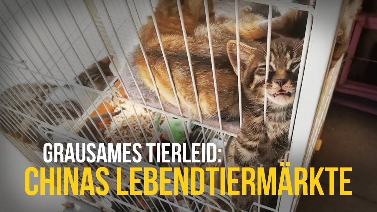 Grausame Tierqualerei Auf Haustiermarkt In China Youtube