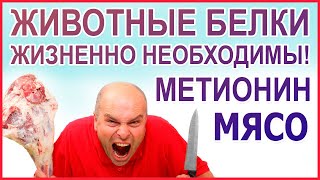 МЯСО нужно ЕСТЬ! Желудок - орган для мяса! Люди - животные, значит должны есть мясо! Гы-Гы. Метионин