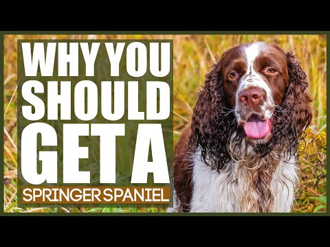 Videó: Vegyél egy springer spánielt?