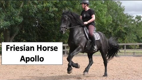 Schooling Apollo, leg yields, shoulder in, haunches in, tight turns 😅🐴