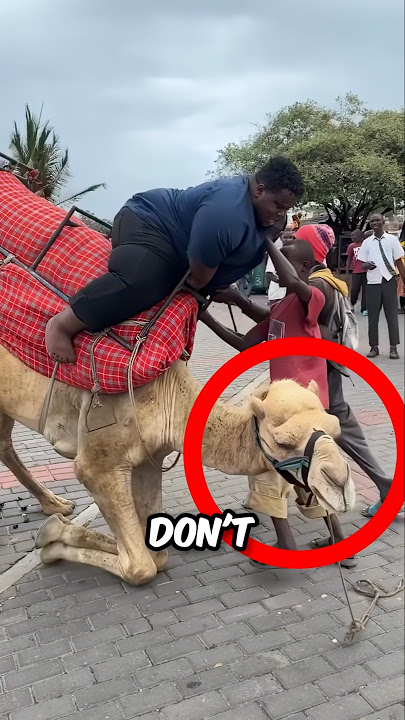 Camel Carries Big Man 😳