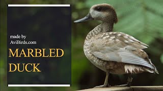 Marbled Duck / Marbled Teal [Marmaronetta Angustirostris]