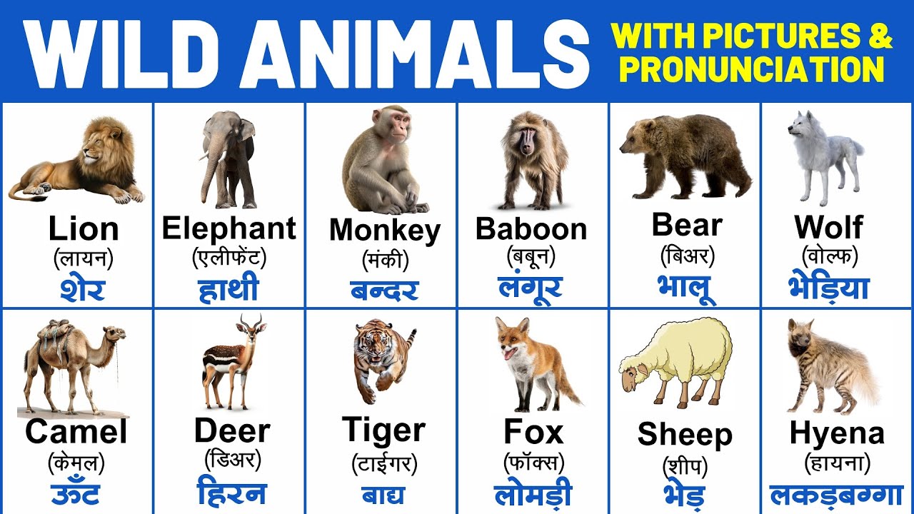 Wild animals name with spelling | wild animals name with pronunciation | animals  name hindi english - YouTube