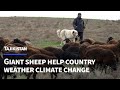 The giant sheep helping Tajikistan weather climate change and meat shortages | AFP