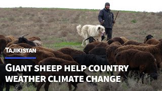 The giant sheep helping Tajikistan weather climate change and meat shortages | AFP