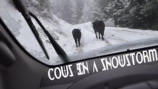 20201013 Cows In A Snowstorm