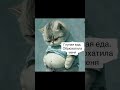 Прикол, юмор, шутка#смешно #викторволкер