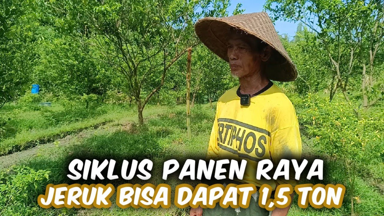 Mengenal Siklus Panen Raya Jeruk Bisa Dapat 1,5 Ton Tiap Siklus Panen