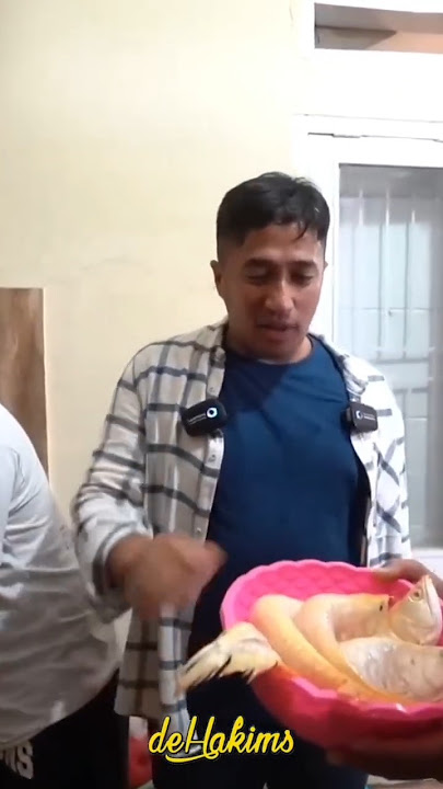 Mukbang Arowana 12 million #arwana #albinoarwana #dehakimschannel #dehakimaviary
