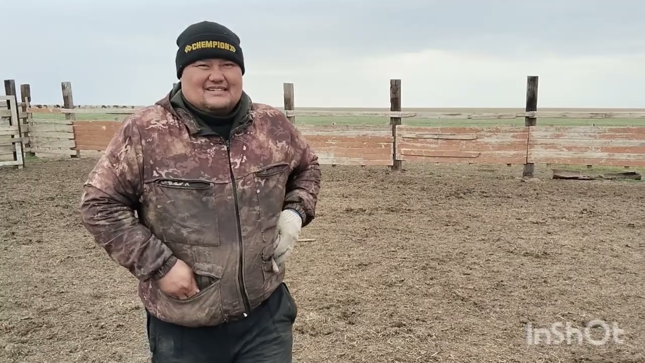 Продал тёлок,отбивка погрузка.