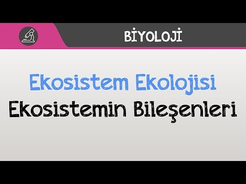 Ekosistem Ekolojisi - Ekosistemin Bileşenleri