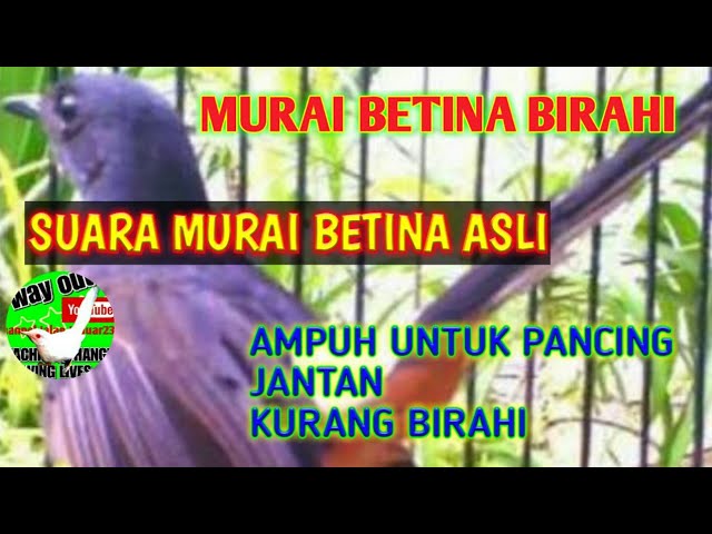 Suara Burung Murai Betina Untuk Pancing Murai Jantan Macet Kurang Birahi class=