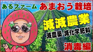 【あまおうの栽培】(第3回)減減農業を目指して！消毒・葉面散布編。アマオウ苺(いちご)の栽培編！あるファームがお届けするプロのイチゴ生産をご覧ください。