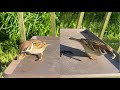 すずめはコガネムシの幼虫がめちゃくちゃが好きじゃん! / Sparrow loves armyworms