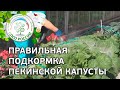 🥬 Подкормка в период формирования качана пекинской капусты. Выращиваем капусту пекинскую.