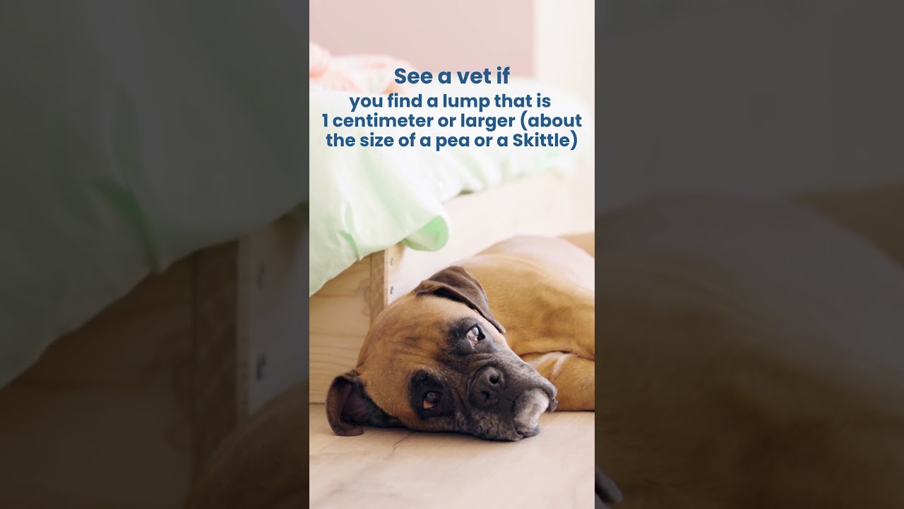 Monthly checking for lumps and bumps is a must for all dog parents