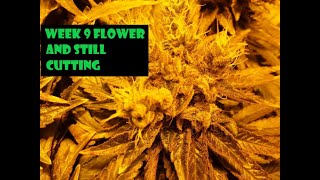 week 9 of flower and still cutting