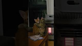 Schattige #kittens Daizoula en Roni