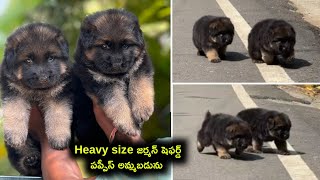 Heavy Size German Shepherd Puppies For Sale In Tepugu8686272558 Aj Pets