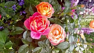 Relaxing Music with Roses #relaxing #satisfying #satisfyingvideo #calm #meditation #relaxingmusic