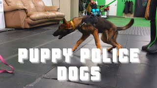 Check out the Puppies in Our Prospective Police Dog Program | Grassroots K9