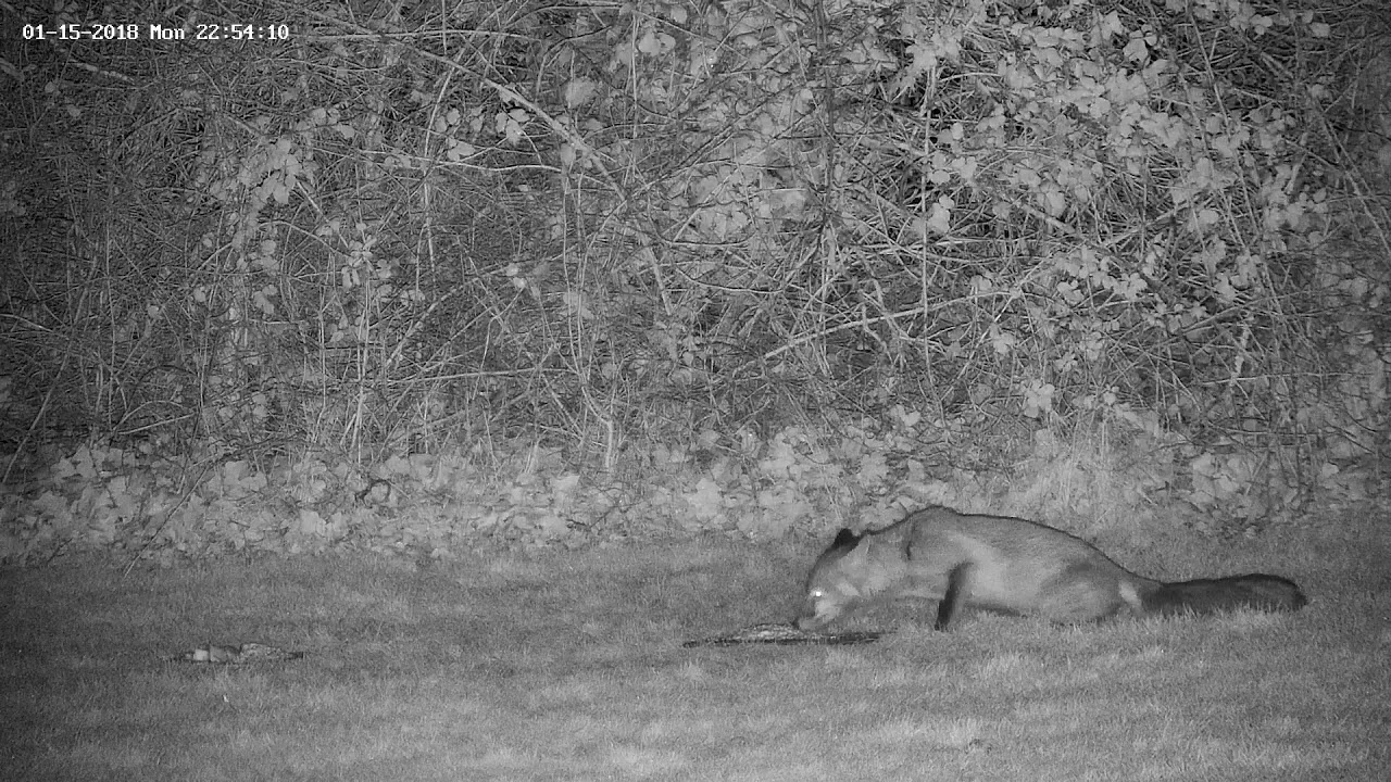 nature kpop Female vixen fox not liking the weather!