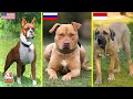 IMUT TAPI BERBAHAYA,! 10 Jenis Anjing ini Dilarang di Berbagai Negara