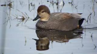 Gadwalls