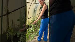 Дачница Маруся. Часть 3. Подвязка помидор 🍅 #дача #дачница #маруся #огурцы #помидоры