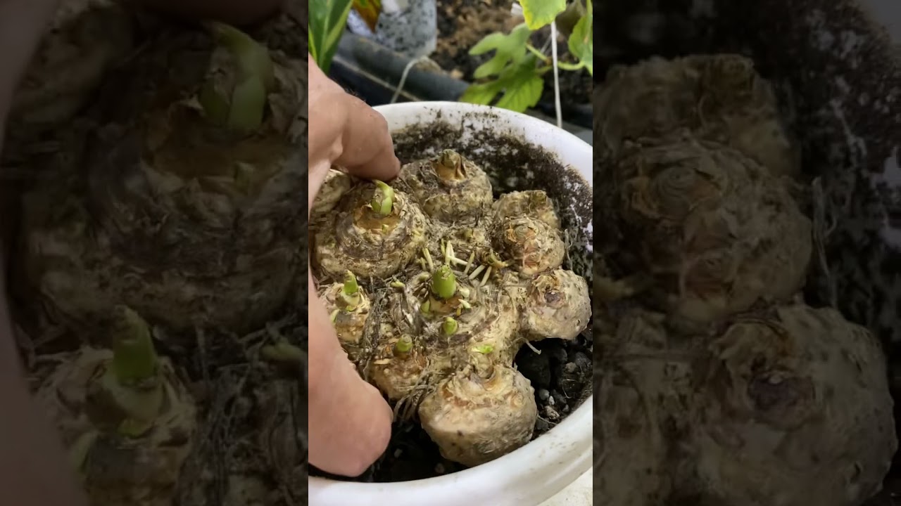 زهور الكالا  زراعة الكالا تقسيم  و إكثار كالا