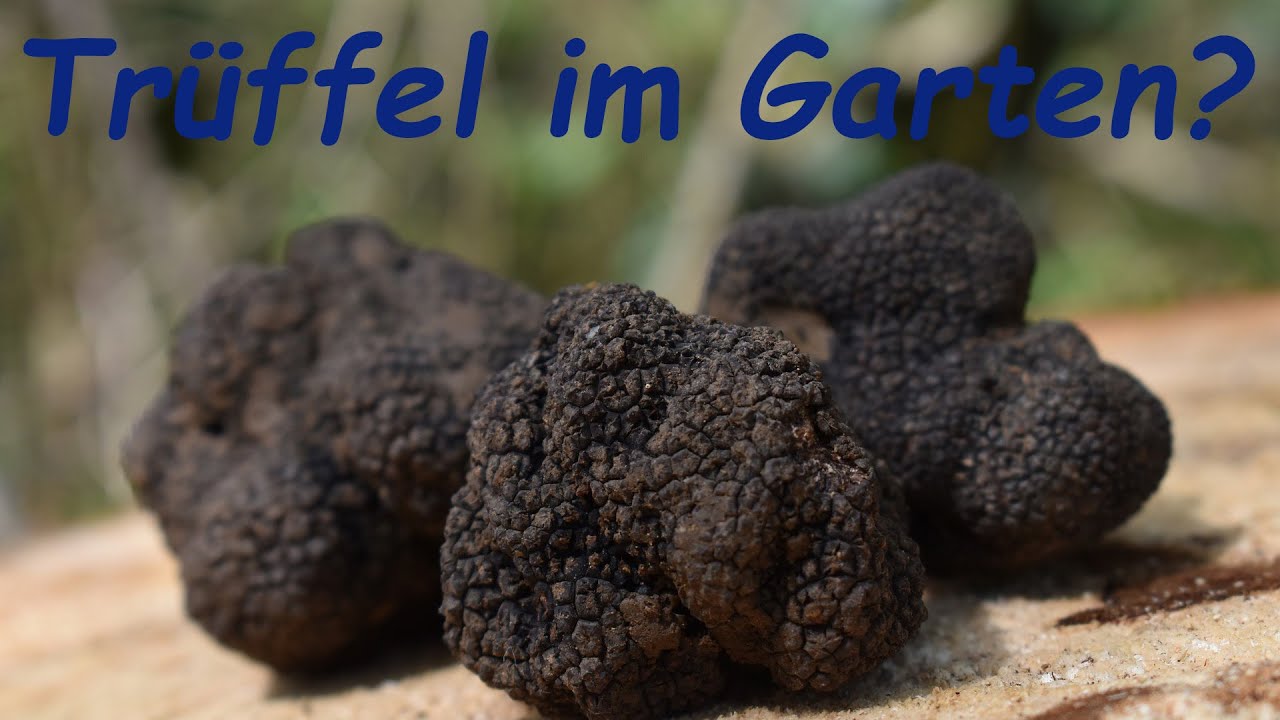 Schone Truffel Wo Finden Bilder