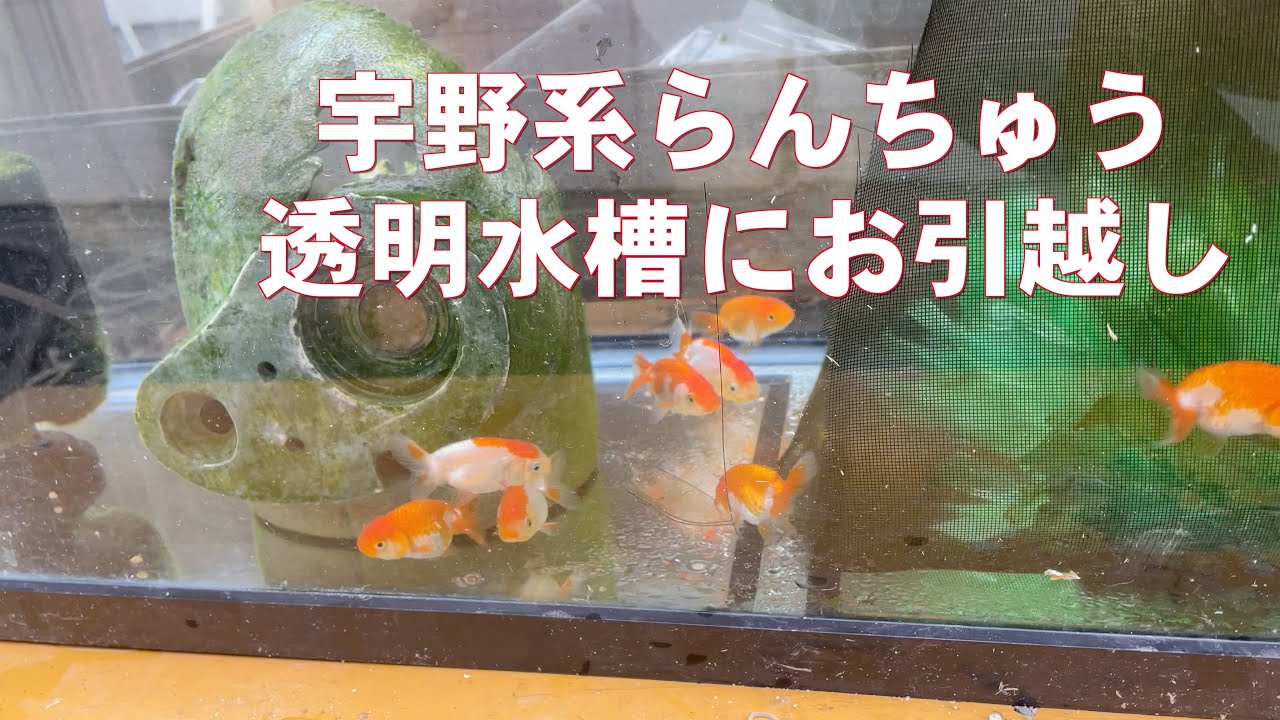 宇野系らんちゅう 透明水槽にお引越し - YouTube