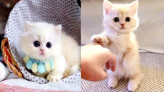 Baby cats 😺- cute and dogs funny animal 😂 videos 2024 compilation #5 |