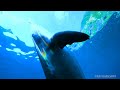 虹を纏うイルカ 2022年10月21日 御蔵島 - Dolphin Wearing Rainbows October 21, 2022 Mikurashima Island