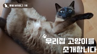 [🐱VLOG]-본격 고양이 자랑 영상|몽쉘 VLOG 1편