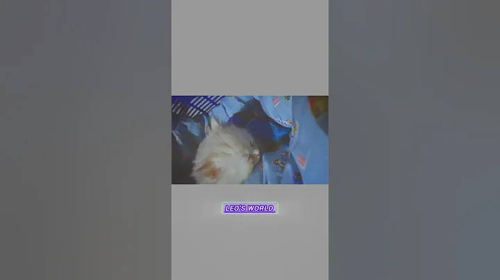 Video 11531931: cats kittens meowing cute, cat kitten cute pets, cat kitten pets funny, cat cute kitten sleeping, cat cute beautiful meow