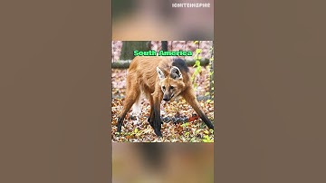 unique animal portraits from various parts of the world