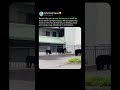 URBAN BLACK BEARS