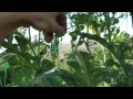 How to Grow Water Melons Vertically.mp4