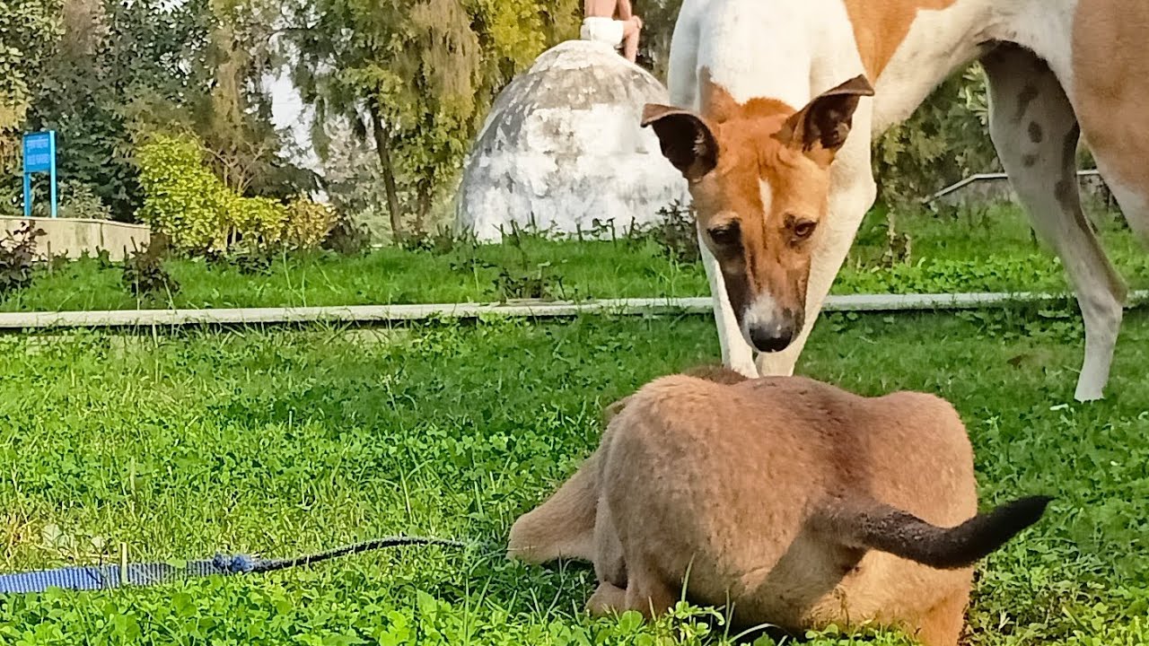 Mr.Leo 🐕 || Eating Time 😋 Always Hungry baby 🐥 Please support for Mr.Leo🦁🧿