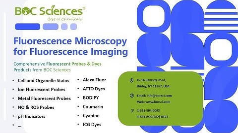 Fluorescence Microscopy Explained - Fluorescence Microscopy for Fluorescence Imaging - BOC Sciences