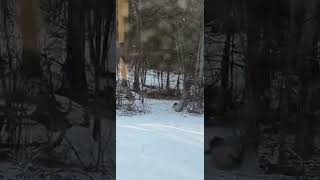 Kids ride sled downhill and crash into tree