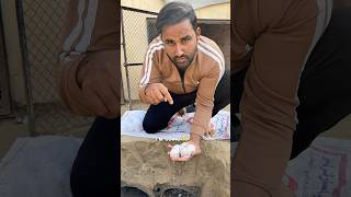 I am going to put those rabbit kids back in the pipe #rabbits #rabbitbabies  #minizoo #viralreels